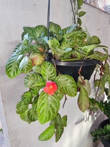 Planta Tapete de Rainha - Episcia Cupreata