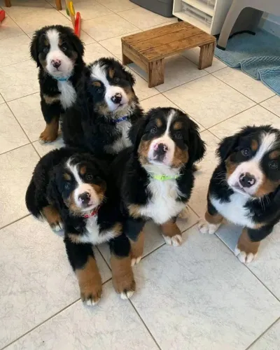 Filhotes de Bernese | Um charme em cada detalhe!