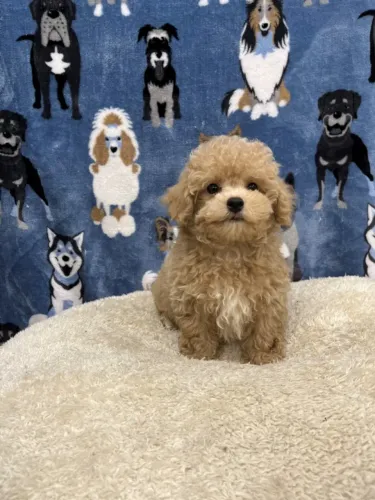 Poodle toy O Cão com a Personalidade Mais Divertida que Você Vai Conhecer!