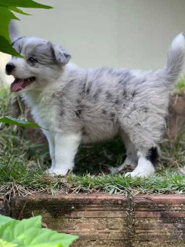 Lindos Border collie Blu merle