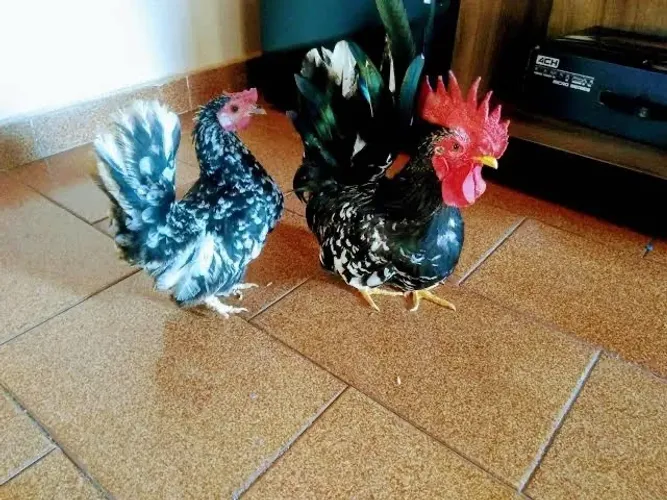 Vendo casal de Nagazaki Padrão Motled 