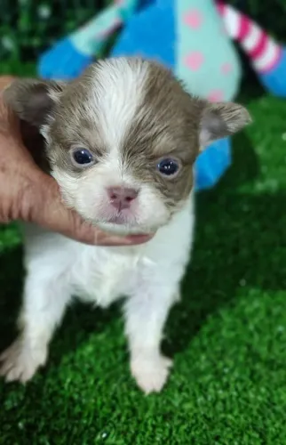 Chihuahua macho Pêlo longo com uma cor maravilhosa!