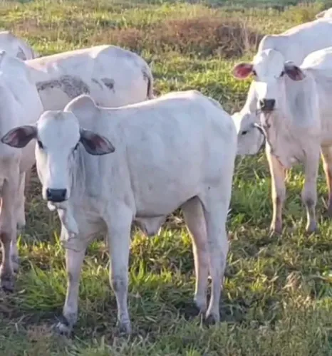 NOVILHAS e BEZERROS NELO