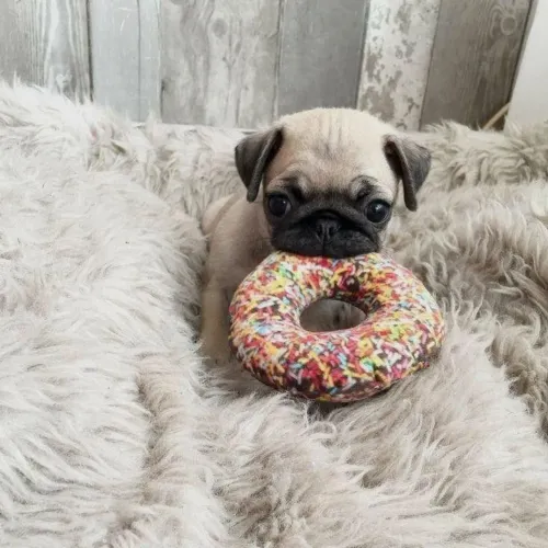 Filhote de Pug coração canino 