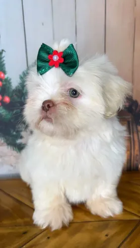 Doação fêmea shitzu