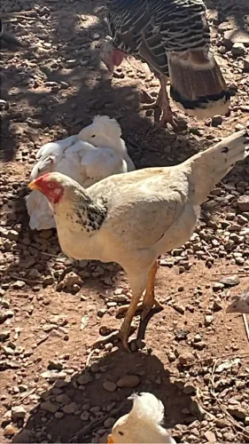 Vendo Patas( Apenas fêmeas) e galinha caipira