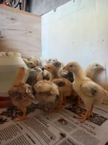 Pintinhos GSB (vacinados)