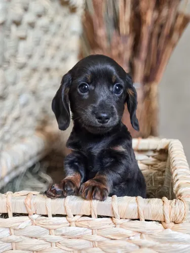 Dachshund pelo longo teckel Basset 