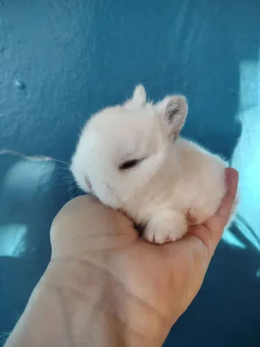 Coelhos anões Netherlands Dwarf 