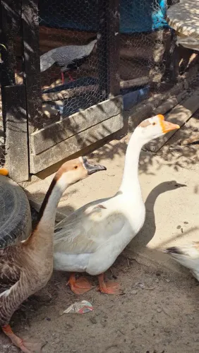 Casal de ganso sinaleiro 