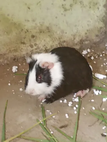 porquinho da índia 