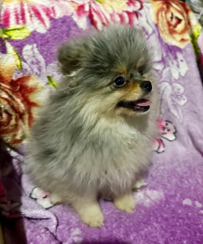 Últimos filhotes lindos de Spitz Alemão