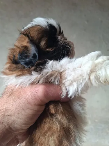 Vendo Shitzu MINI Macho Filhote