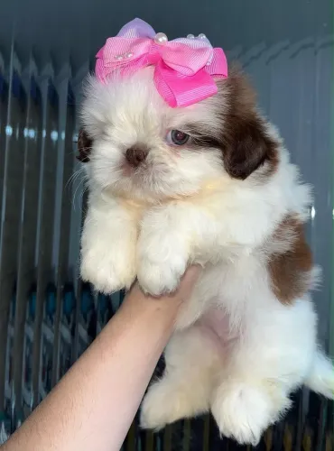 Lindas filhotes de shih tzu 