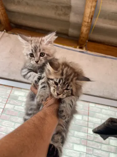 Fêmeas de gato Maine coon 