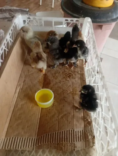 Pintinhos brahma disponível