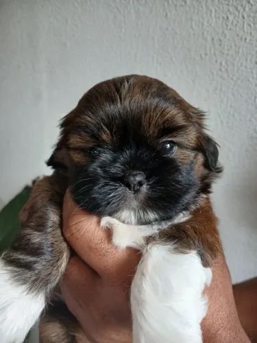 Filhote de shi tzu