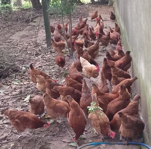 Galinha novas poedeiras
