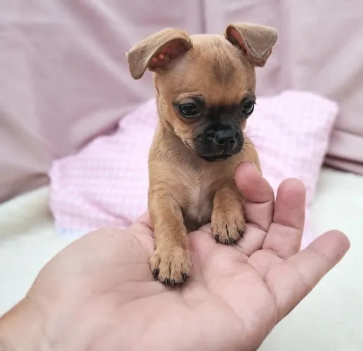 Pinscher