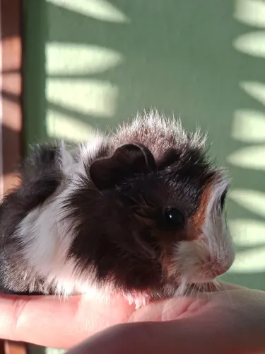 Porquinha da Índia Abissinio