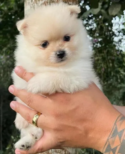 Cachorro Lulu da Pomerania presente perfeito para seu filho feliz