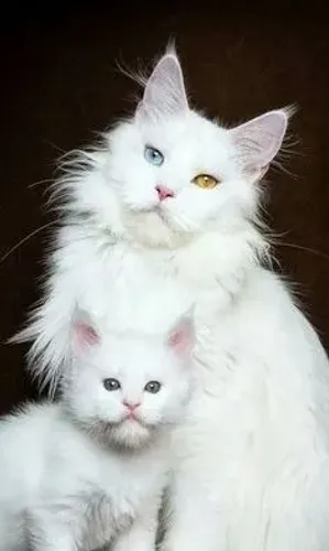 Raça de Gato Maine Coon