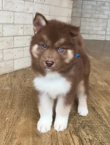 Husky siberiano O pet que vai deixar sua casa ainda mais feliz
