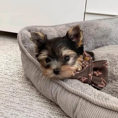 Filhote Yorkshire Terrier, Pequenos Travessos e Cheios de Amor Para Dar!