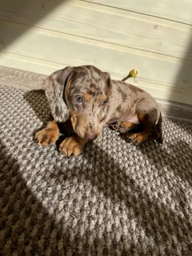 Basset dachshund alerquin MACHO!! Mofadinho
