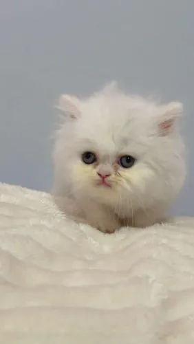 Gato persas