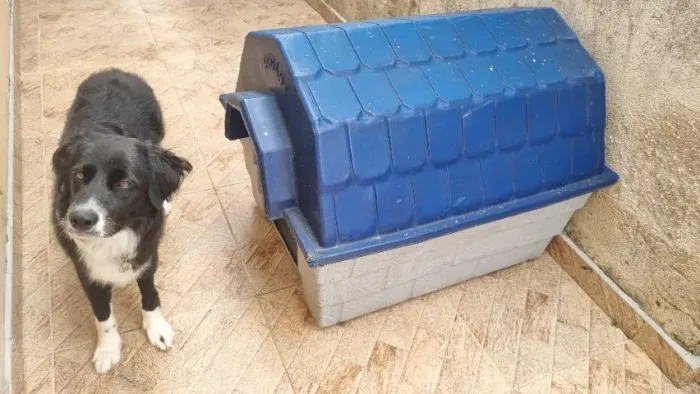 Casinha de cachorro