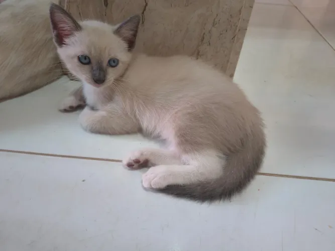 GATA PARA DOAÇÃO