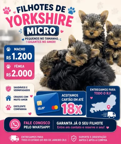 Yorkshire micro raça pura macho e femea lindos