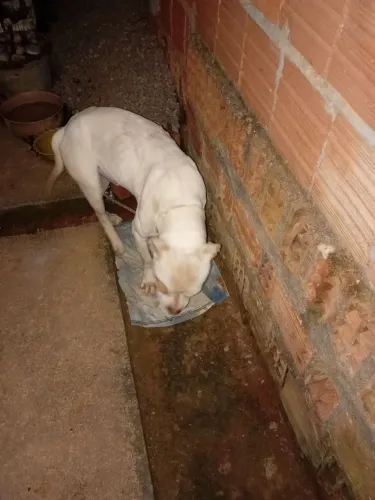 Vendo um cachorro Pitbull