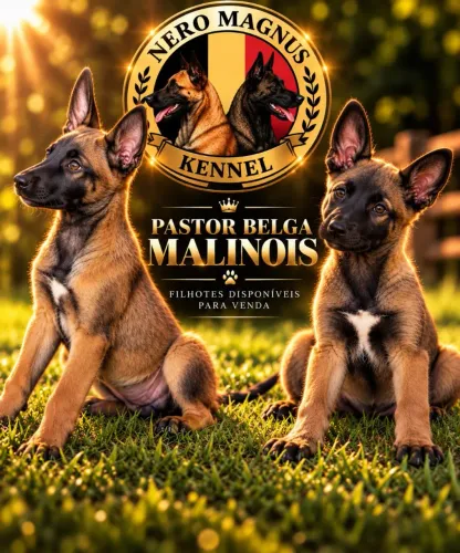 Filhotes de Pastor Belga Malinois Com Pedigree CBKC e Microchipados