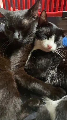 ADOÇÃO RESPONSÁVEL DE 2 GATAS FÊMEAS CASTRADAS 