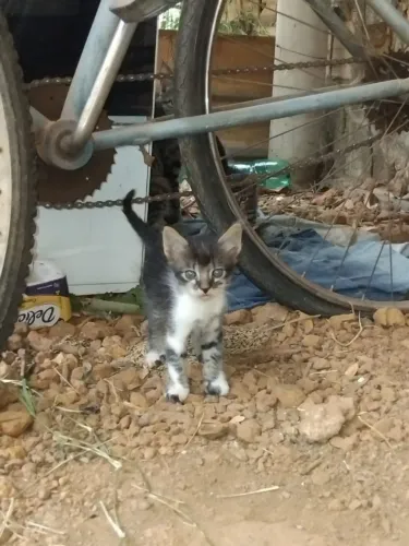 Doação de Gatos