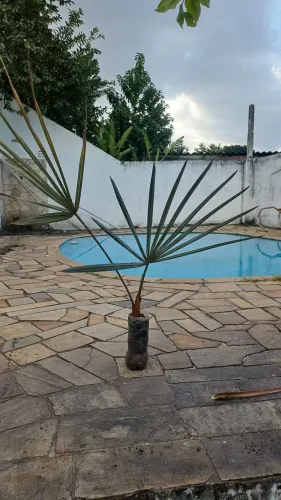 ? PALMEIRA AZUL - R$ 50,00 ?