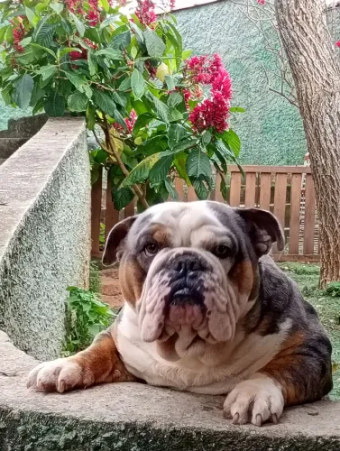 Buldogue inglês 