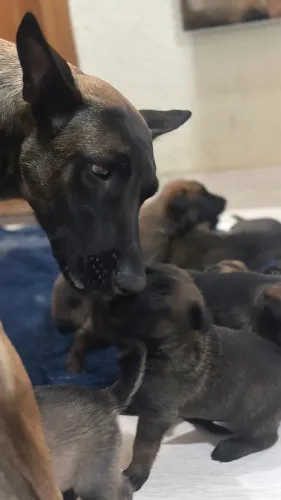 FILHOTES PASTOR BELGA MALINOIS