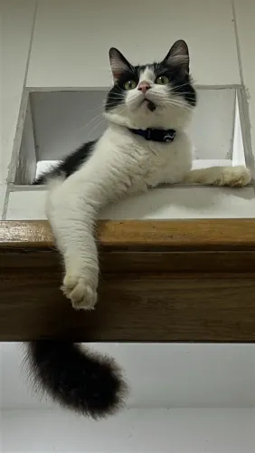Doação gato