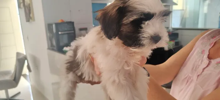 Cachorro ?