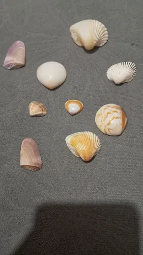 Conchas para confecção de joias