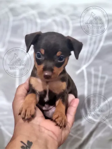 Pinscher zerinhos a pronta entrega