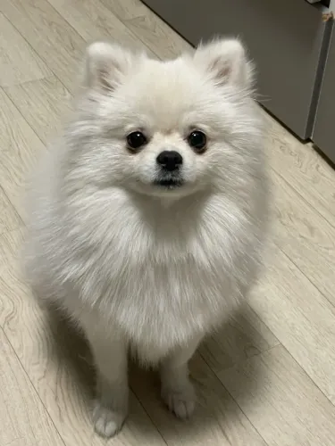 Cachorro