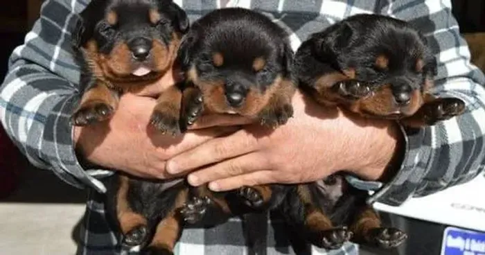 Rottweiler fortes e leais