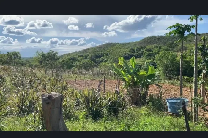 PROCURO ARRENDAMENTO DE PASTO EM MINAS!