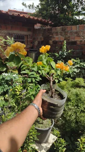 Primavera/buganville