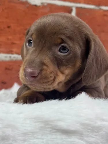 dachshund com 50 dias