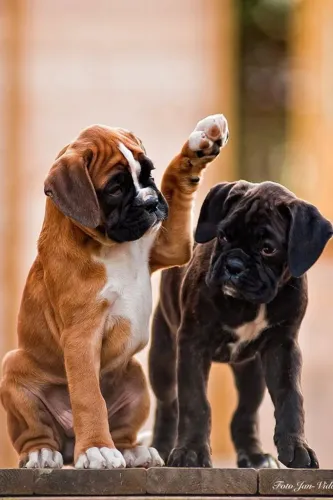 Boxer Ele te dá motivos para sorrir